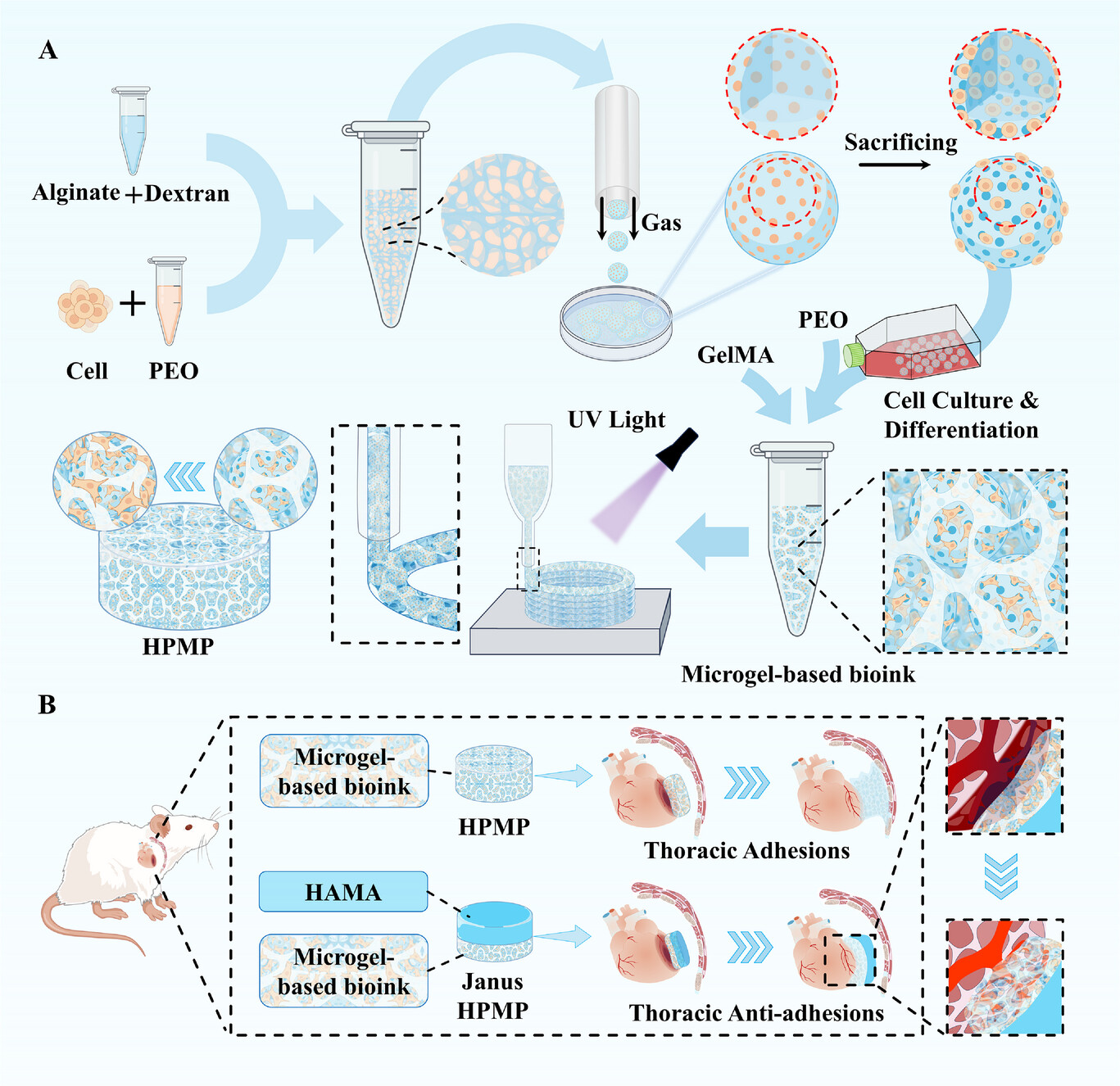 56. Ziyang Liu, Leyan Xuan, Yingying Hou, Ting Xie, Jieting Li, Junjie Cai, Siyu Zhang, Yingling Miao, Ning Hou, Gen He, Maobin Xie, Xiyong Yu, Mingen Xu, Guosheng Tang. Microgel-Based Hierarchical Porous Hydrogel Patch with Adhesion and Resilience for Myocardial Infarction. Advanced Science (2026): e18646.